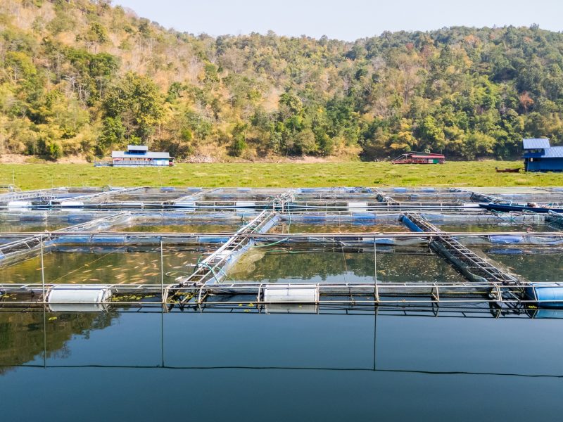 Group of the fish raising cage with the many freshwater fish in the large reservoir of the countryside dam, a local farmer in Thailand, front view for the copy space.